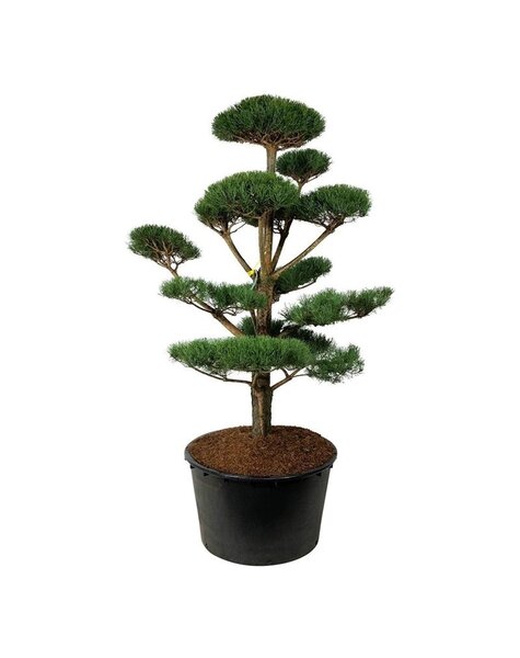 Pinus