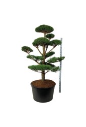 Kiefer Pinus sylvestris