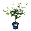 Ahorn Acer Arctic Jade ®