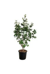 Hartriegel Cornus kousa Milky Way