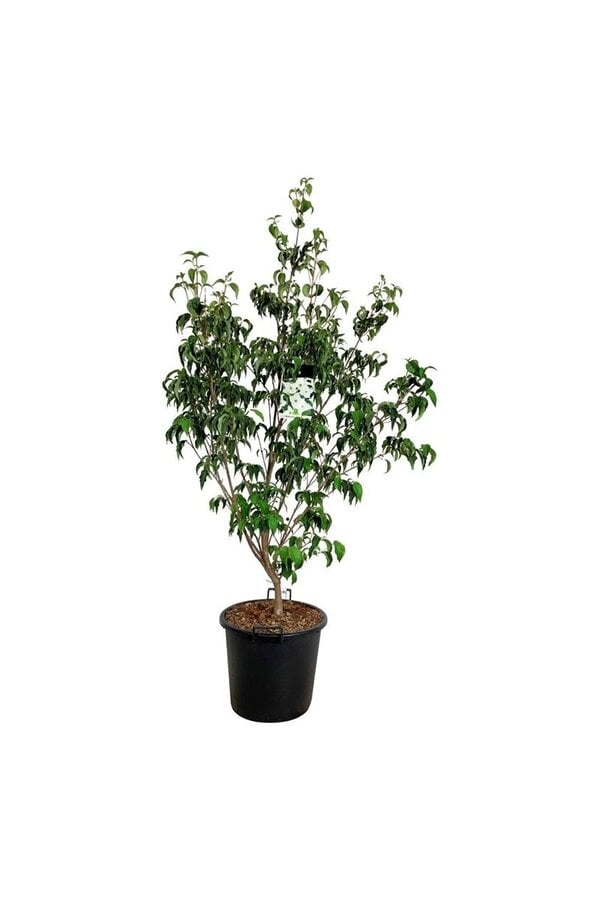 Hartriegel Cornus kousa Milky Way