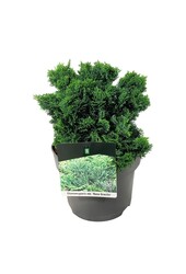 Chamaecyparis Nana Gracilis