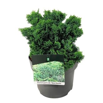 voltz saatgut Kürbis, Zucchini und Melonen Saatgut – Grünes Glück main image 0