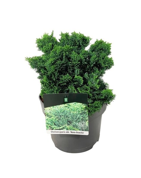 Chamaecyparis