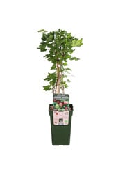 Stachelbeere Easycrisp Lady Late