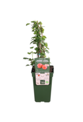 Stachelbeere Easycrisp Lady Late