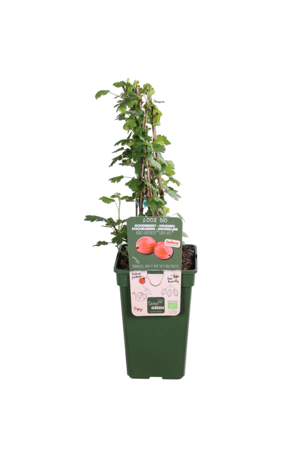 Stachelbeere Easycrisp Lady Late