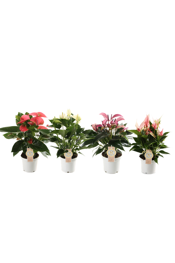 Pflanzenpaket Anthurium