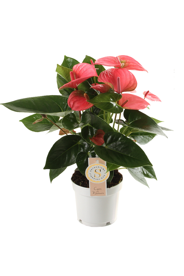 Pflanzenpaket Anthurium