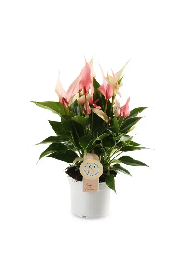 Pflanzenpaket Anthurium