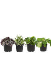 Pflanzenpaket Vaterpflanze - Spinnenpflanze - Peperomia - Pilea