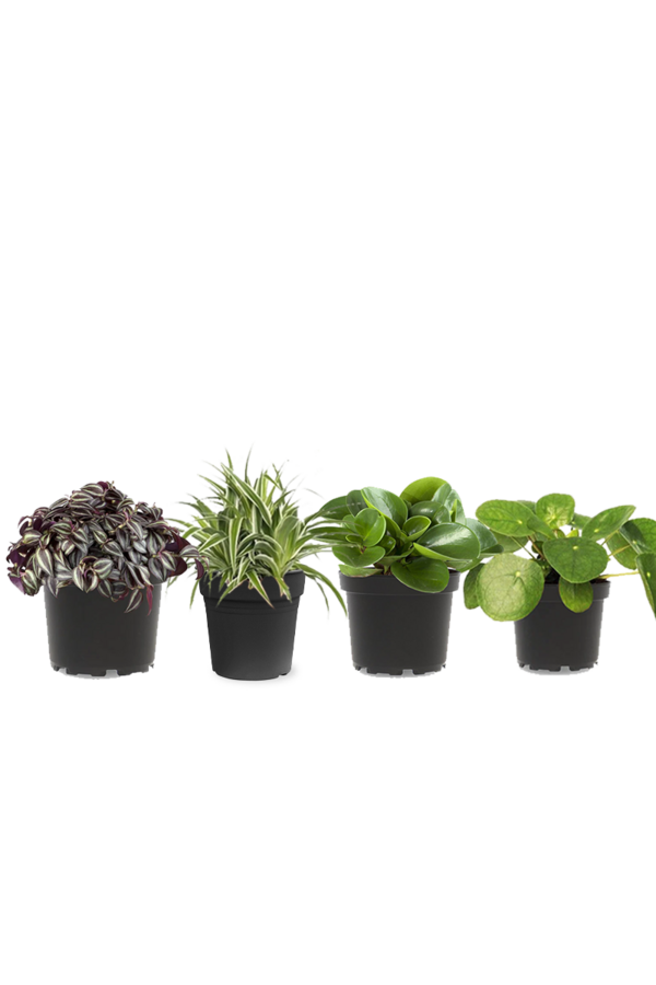 Pflanzenpaket Vaterpflanze - Spinnenpflanze - Peperomia - Pilea