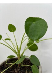 Pflanzenpaket Vaterpflanze - Spinnenpflanze - Peperomia - Pilea
