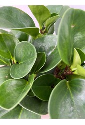 Pflanzenpaket Vaterpflanze - Spinnenpflanze - Peperomia - Pilea