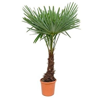 Trachycarpus