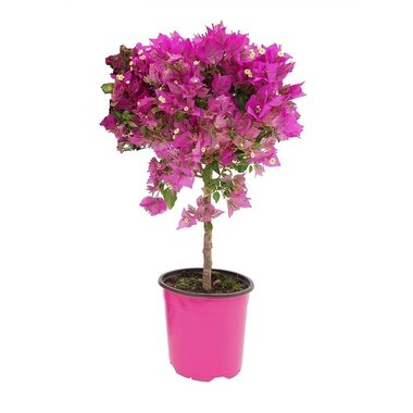 Bougainvillea