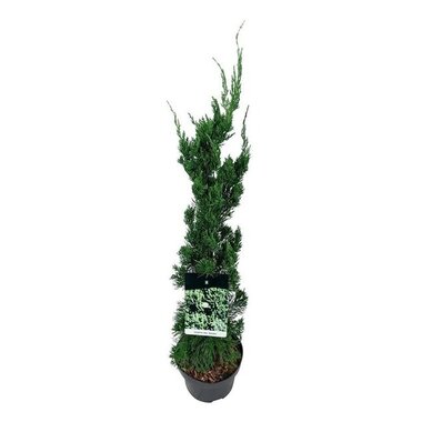 Juniperus