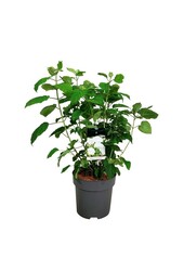 Hortensie Hydrangea Strong Annabelle