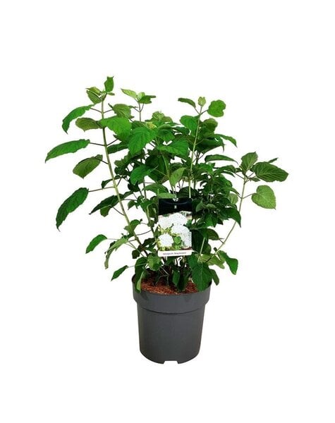 Hortensie