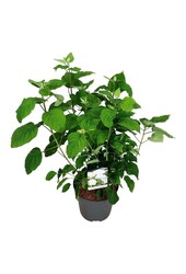 Hortensie Hydrangea Strong Annabelle