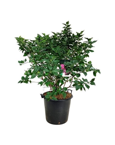 Syringa