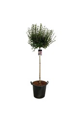 Flieder Syringa meyeri Palibin