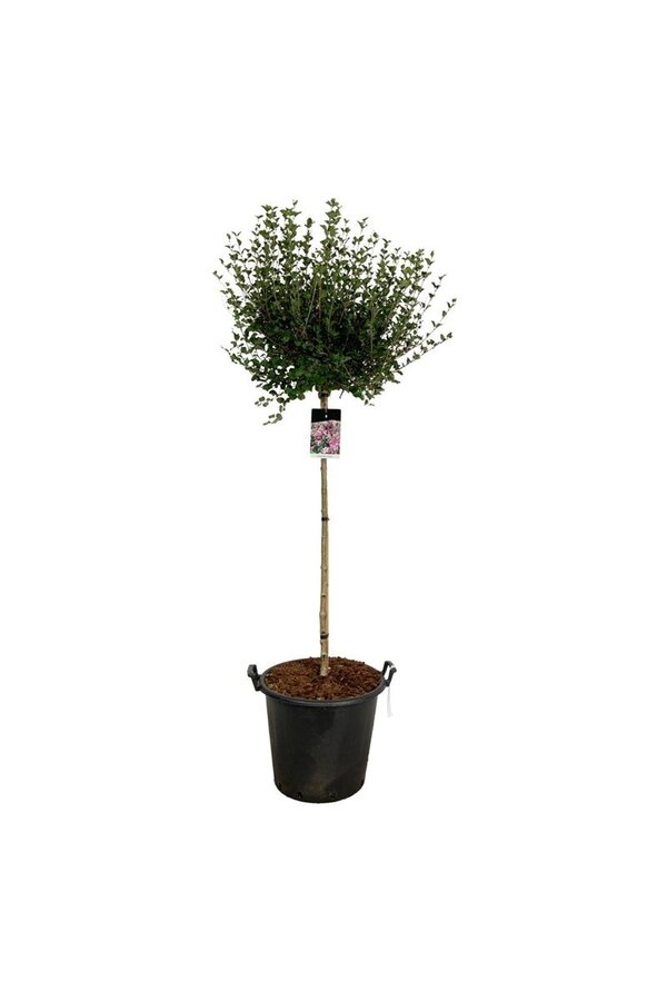 Flieder Syringa meyeri Palibin