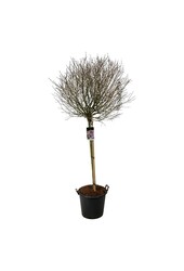 Flieder Syringa meyeri Palibin