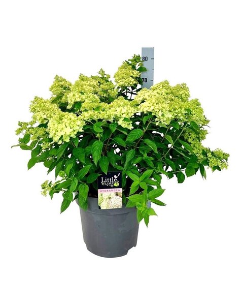 Hortensie