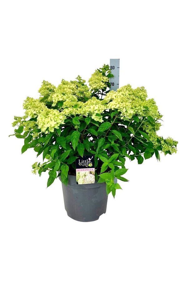 Hortensie Hortensie Kleine Limette