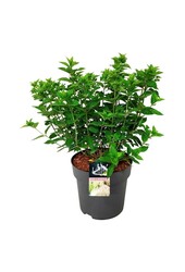 Hortensie Hortensie Kleine Limette