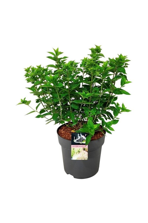 Hortensie Hortensie Kleine Limette
