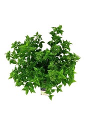 Hortensie Hortensie Kleine Limette