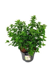 Hortensie Hortensie Kleine Limette