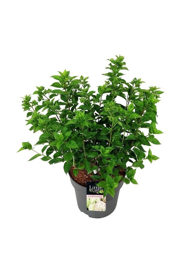 Hortensie Hortensie Kleine Limette