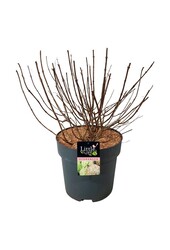 Hortensie Hortensie Kleine Limette