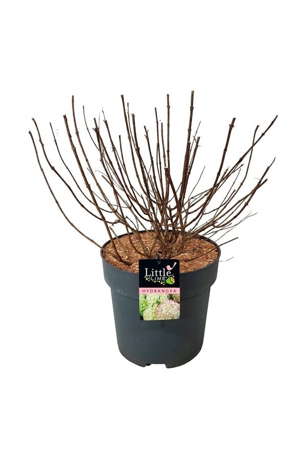 Hortensie Hortensie Kleine Limette