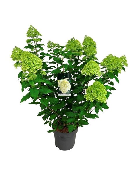 Hortensie
