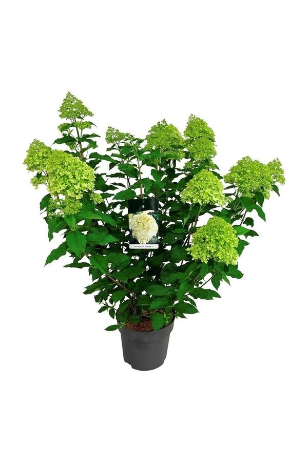 Hortensie Hortensie Limelight
