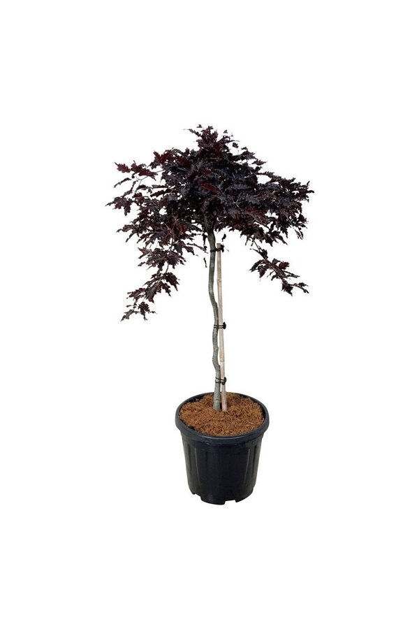 Buche Fagus Rohan Weeping