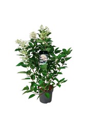 Hortensie Hortensie Wims Rot