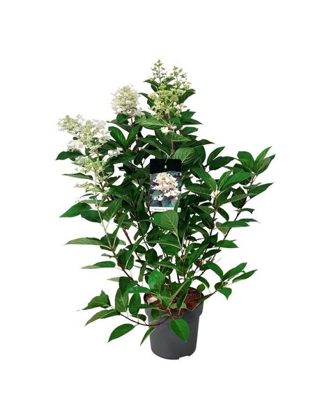 Hortensie