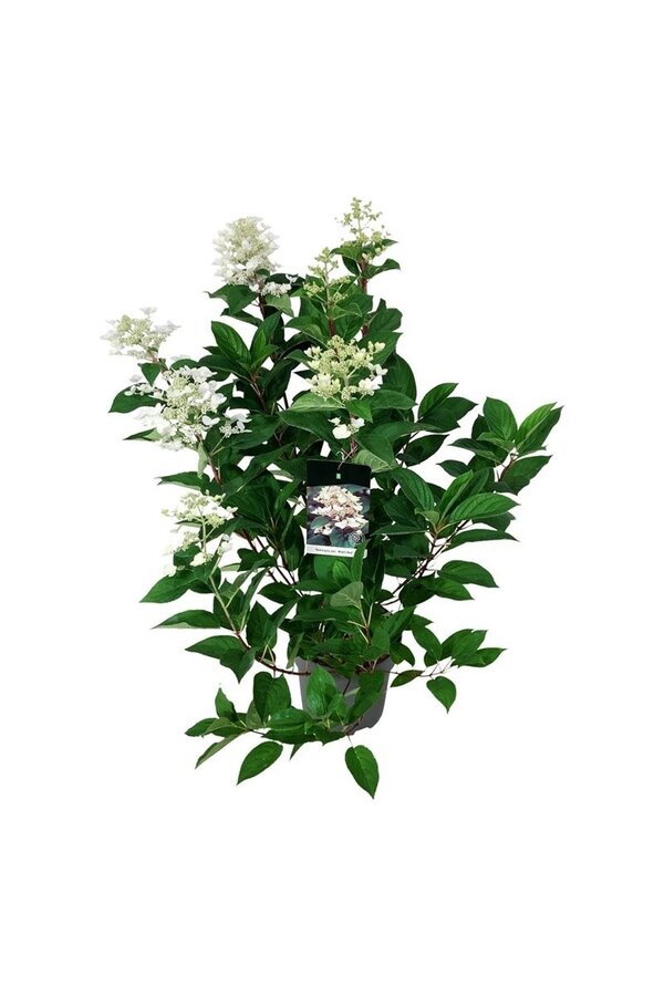 Hortensie Hortensie Wims Rot