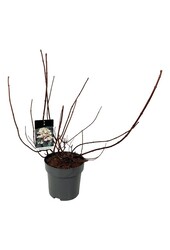 Hortensie Hortensie Wims Rot