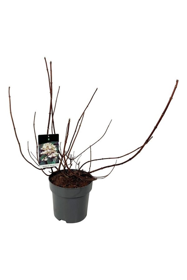 Hortensie Hortensie Wims Rot