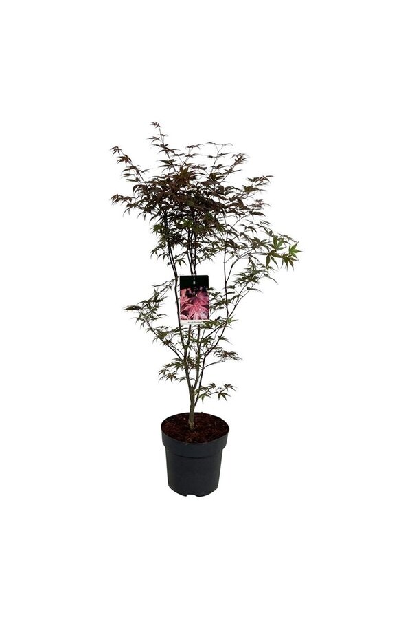 Ahorn Acer Bloodgood