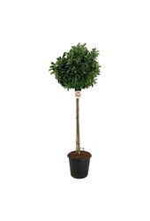 Biberbaum Magnolie Susan