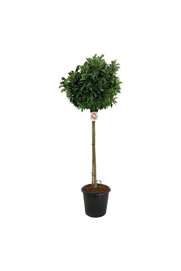 Biberbaum Magnolie Susan