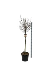 Biberbaum Magnolie Susan