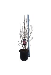 Biberbaum Magnolie Susan